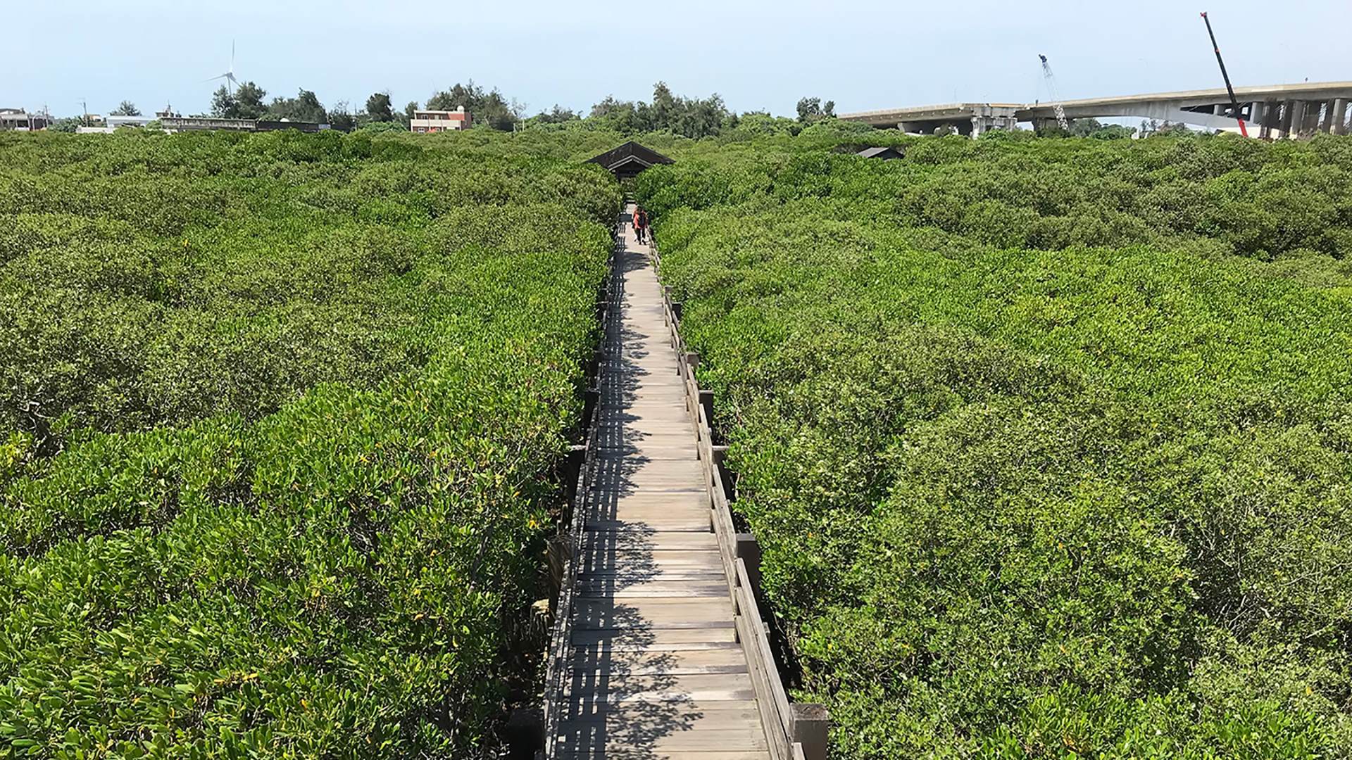 圖2 透過復育及保護紅樹林,可以為當地社區提供一個永續及更具韌性的天然防線。(圖片來源:林幸助)